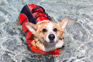 A corgi dog demonstrates proper pet pool safety by swimming with a canine life vest.